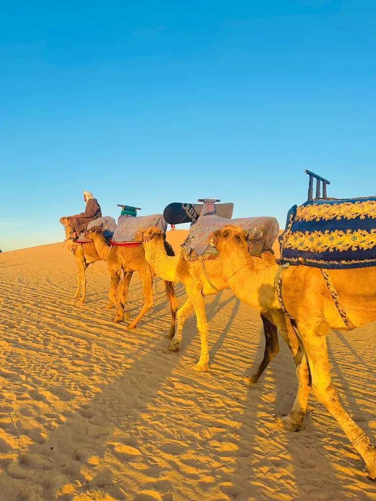 Camel caravan on the dunes near Agadir at golden hour